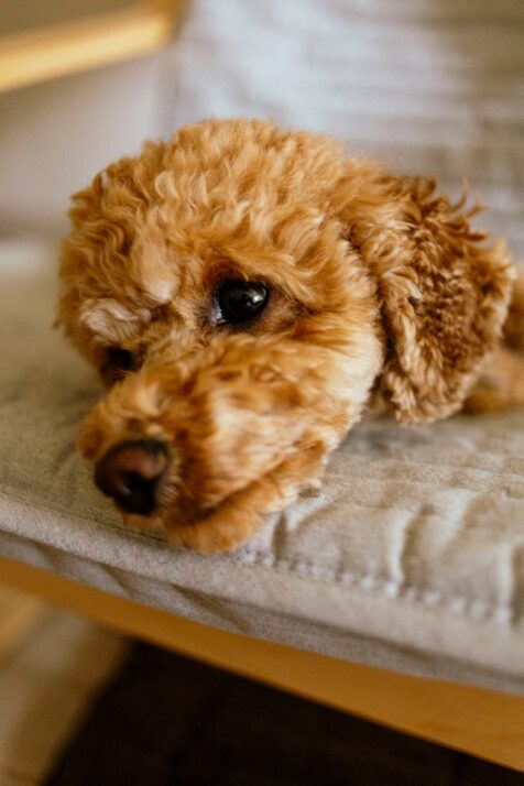 toy poodle lying on a chair