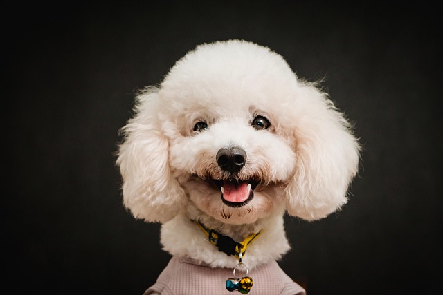 poodle