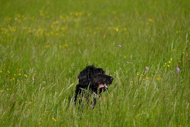 poodle